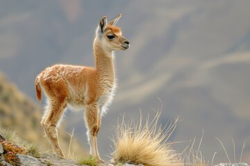Fototapeta premium Young Vicuna Grazing Near Colca Canyon in Peru - Wildlife and Flora of Vale Region Captured