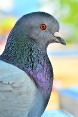 Up close view of a pigeon and it's surprisingly colorful feathers. 