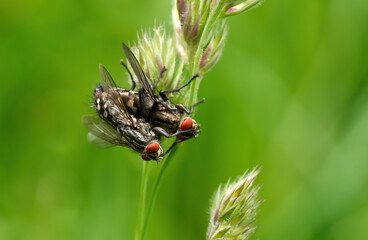 Graue Fleischfliegen (Sarcophaga carnaria) bei der Paarung kopfüber an Gräsern - Baden-Württemberg, Deutschland