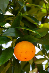 Ripe orange on the branch of a tree.