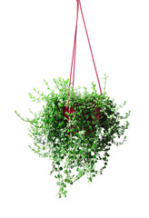 a hanging plant with green leaves on a transparent background, a hanging planter with a red string...