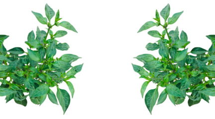 a plant of green chili with green leaves on a white background, green chili tree leaves isolated on white, green leaves frame