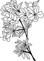 Connecticut state flower, lineart vector illustration of moutain laurel flower, cool for stickers, coloring books, t-shirts, etc. Mountain laurel, calico-bush, or spoonwood (Kalmia latifolia)