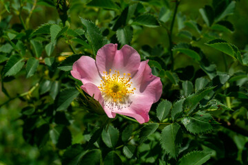 Fototapeta premium Beautiful pink flower. Rosa amblyotis, wild rose, dog rose. Dark leaves background