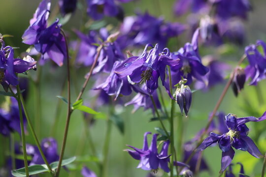 Aquilegia vulgaris. Violet flowers of common columbine.