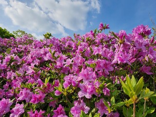 Blooming bush of pink azalea flowers at South Korea. royal azalea. Floral spring pink background, close up view. flowering shrubs in the genus Rhododendron.