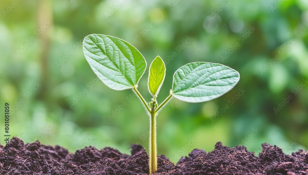 Wall mural soybean growth in farm with green leaf background. agriculture plant seeding growing step