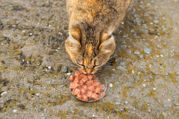 feral free range cat eating canned meat with sauce or wet cat food outside. brown beige cats head close-up top view