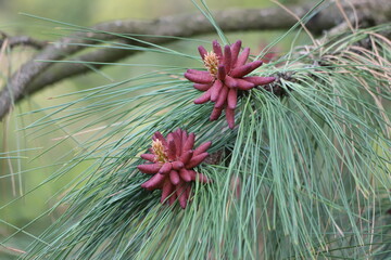 Pinus ponderosa, commonly known as the ponderosa pine or western yellow pine.