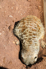 close up of a meerkat