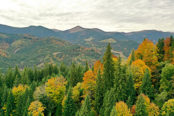 Aerial view of beautiful mountain forest on autumn day