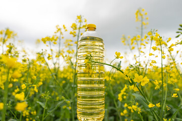 A bottle of rapeseed oil against the background of a yellow blooming rapeseed field. A bottle of rapeseed oil and blooming rapeseed fields. - obrazy, fototapety, plakaty