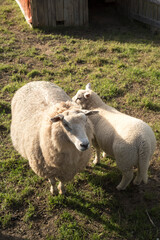 Cordero y oveja junto a corral