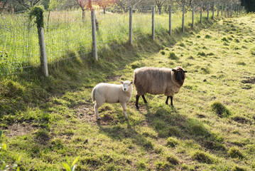 Cordero y oveja junto a valla en parcela de granja