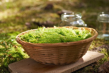 A basket full of young spruce tree tips harvested in spring in the forest - ingredient for homemade...