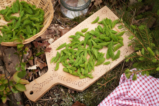 Young spruce tree tips collected in the forest in spring - ingredient for herbal syrup