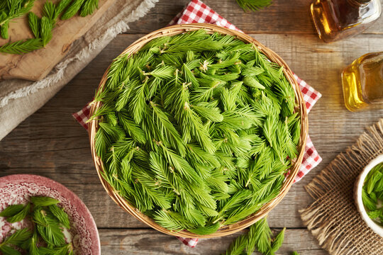 Young fresh spruce tree tips harvested in spring in a wicker basket - ingredient for herbal syrup