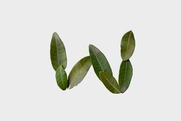 W Made Of green leaves isolated on white background . W Made Of Leaves. White background 