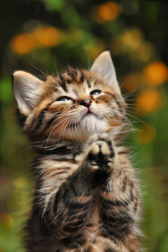 A cute kitty clasping his hands in prayer