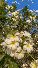 Frangipani flowers grow into beautiful blossoms in an outdoor nature portrait in Phnom Penh in...