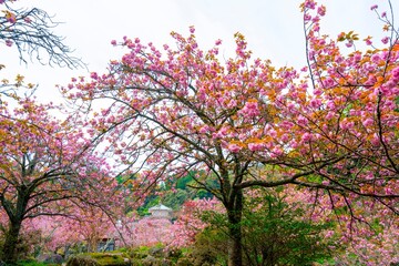 Fototapeta premium 一心寺の八重桜