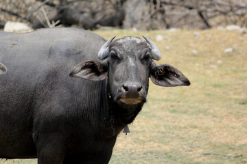 Fototapeta premium close up shot of buffalo italian buffalo and indian buffalo at water lake 