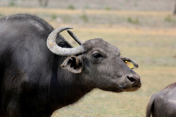 close up shot of buffalo italian buffalo and indian buffalo at water lake	
