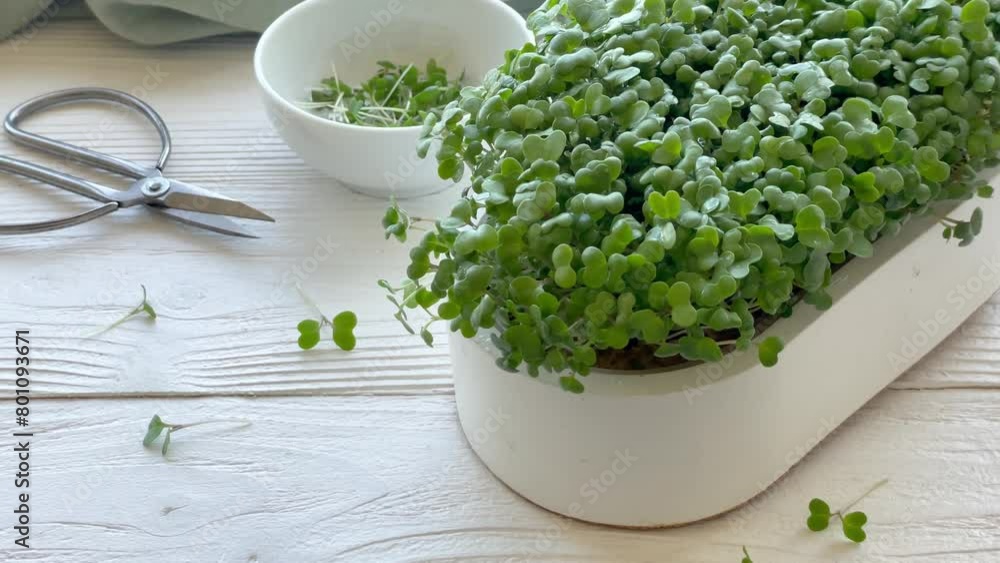 Wall mural containers with radish green microgreen sprouts on table.