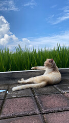 lazy cat is laying with blue sky and rice paddy fields on background.