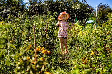 Capturing the essence of farm-to-table: a child harvesting tomatoes from the vine.