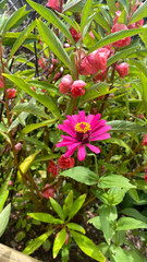 beautiful purple flower with green plants on background