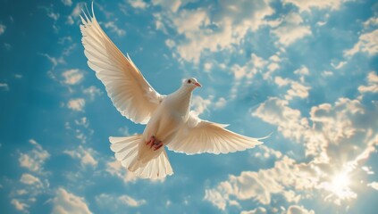 Fototapeta premium White dove in flight