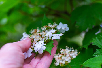 Hand of a herbalist picking flowers Viburnum opulus, guelder-rose or guelder rose in the spring...