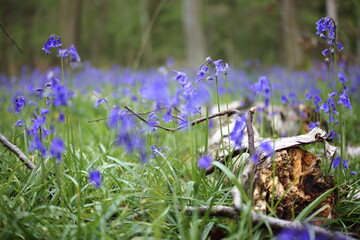 Bluebell woods UK