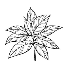 Botanical Precision: Compound Leaf Line Art