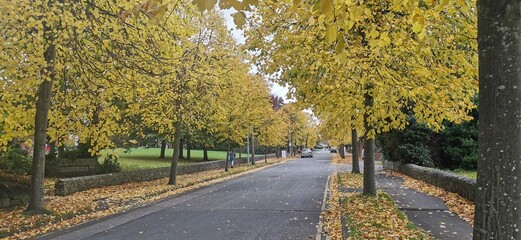 Autumn leaves and trees on a street in Dublin, Ireland