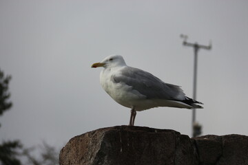 Fototapeta premium gaviota