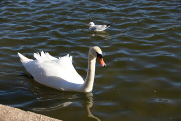 cisne