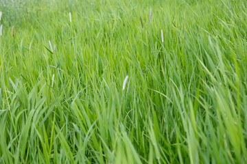 green fresh spring grass swaying, flutter in strong wind, stormy weather, Wind Gusts, natural...