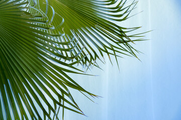 leaves tropical leaf fan palm, minimalistic abstract background, thin tulle, blue fabric silk...