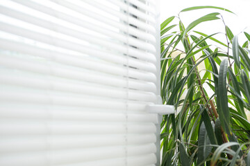 tropical ficus creates soothing contrast against white office blinds, tranquil ambiance workspace,...