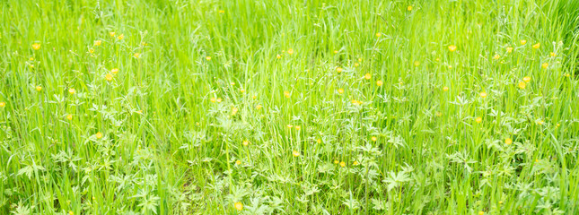 green fresh spring grass panorama, stormy weather, natural blurred background, summertime season,...