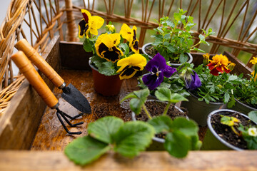 Box flower seedlings including pansies and forget-me-nots with garden tools, Gardening tools and flowers, Spring planting, Garden blooms, Home gardening