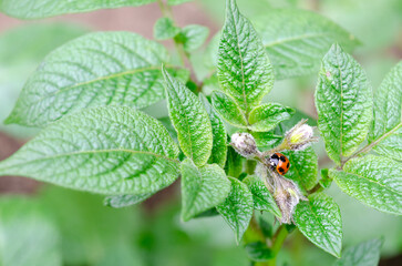 ジャガイモの葉を食べようとしている害虫のテントウムシダマシ