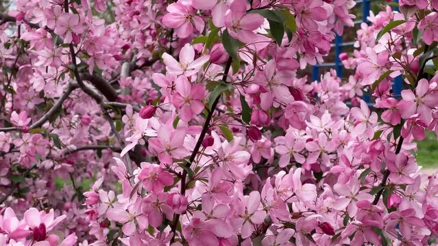 Branches of crabapple tree with pink flowers in overcast weather