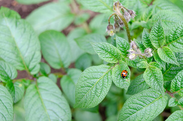 ジャガイモの葉を食べようとしている害虫のテントウムシダマシ