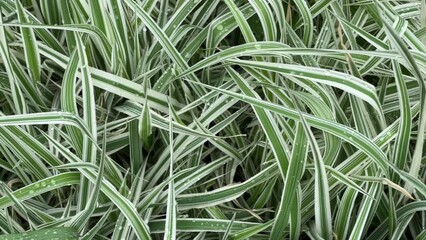 Bushes of the ornamental sedge Carex morrowii variety with wet leaves