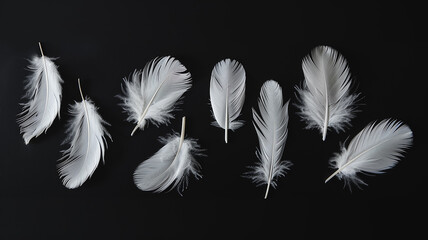 A set of different white fluffy bird feathers on a black background
