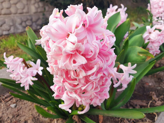 Macro of pink hyacinthus orientalis flowers.