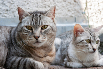 Junger Egyptian Mau Kater mit seinem Katerfreund